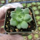 Crassula Orbicularis Succulent Plant Fresh Garden