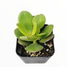 Crassula Ovata Baby Jade Succulent Plant Fresh Garden Crassula Ovata Baby Jade Succulent Plant Fresh Garden