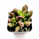 Crassula Ovata Et S Fingers Jade Succulent Plant Fresh Garden Crassula Ovata Et S Fingers Jade Succulent Plant Fresh Garden