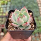 Crassula Ovata Hummel S Sunset Golden Jade Succulent Plant Fresh Garden Crassula Ovata Hummel S Sunset Golden Jade Succulent Plant Fresh Garden