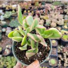 Crassula Ovata Hummel’S Sunset’ Golden Jade Tree 8-10 Rooted In 2 Plant Pot Fresh Garden
