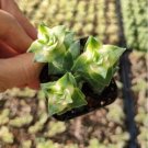 Crassula Per Ata String Of Buttons Variegata Succulent Plant Fresh Garden Crassula Per Ata String Of Buttons Variegata Succulent Plant Fresh Garden
