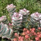 Crassula Per Ata Subsp. Kougaensis String Of Buttons 2.5 Pot Fresh Garden Crassula Per Ata Subsp. Kougaensis String Of Buttons 2.5 Pot Fresh Garden