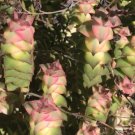 Crassula Per Ata Variegata 2 Cuttings 3 - 4 In Length Fresh Garden Crassula Per Ata Variegata 2 Cuttings 3 - 4 In Length Fresh Garden