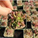 Crassula Pubescens - Jersey Pigmyweed Succulent Plant Fresh Garden