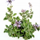 Crassula Pellucida Mediopicta Variegated Succulent Plant Fresh Garden