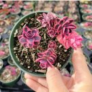Crassula Platyphylla F. Variegata Succulent Plant Fresh Garden Crassula Platyphylla F. Variegata Succulent Plant Fresh Garden