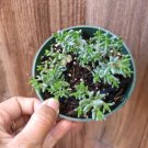 Crassula Pruinosa Succulent Plant Fresh Garden
