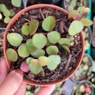 Crassula Rubricaulis Butterfly Bush Succulent Plant Fresh Garden Crassula Rubricaulis Butterfly Bush Succulent Plant Fresh Garden
