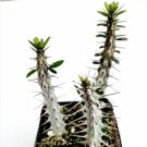 Crassula Rupestris Rosary Vine Succulent Plant Fresh Garden Crassula Rupestris Rosary Vine Succulent Plant Fresh Garden