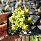 Crassula Rupestris Ssp. Commutata Tom Thumb Succulent Plant Fresh Garden Crassula Rupestris Ssp. Commutata Tom Thumb Succulent Plant Fresh Garden