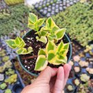 Crassula Sarmentosa Comet Variegata Succulent Plant Fresh Garden Crassula Sarmentosa Comet Variegata Succulent Plant Fresh Garden