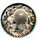 Crassula Sedum Little Missy Succulent Plant Fully Rooted In 4 Inch Planter Pot Fresh Garden Crassula Sedum Little Missy Succulent Plant Fully Rooted In 4 Inch Planter Pot Fresh Garden