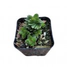 Crassula Spiralis Estagnol Succulent Plant Fresh Garden Crassula Spiralis Estagnol Succulent Plant Fresh Garden