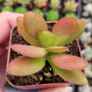 Crassula Swaziensis Money Maker Succulent Plant Fresh Garden Crassula Swaziensis Money Maker Succulent Plant Fresh Garden