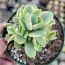 Crassula Swaziensis Variegata Money Maker Succulent Plant Fresh Garden
