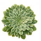 Crassula Tetragona Miniature Pine Tree Succulent Plant Fresh Garden Crassula Tetragona Miniature Pine Tree Succulent Plant Fresh Garden