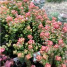 Crassula Tom Thumb 2 Cuttings 3 - 4 In Length Fresh Garden Crassula Tom Thumb 2 Cuttings 3 - 4 In Length Fresh Garden