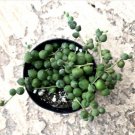 Curio Rowleyanus Senecio Rowleyanus String Of Pearls Comes In A 2.5 Container Fresh Garden