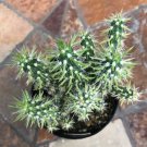 Cylindropuntia Mini Cholla Comes In A 2.5  Pot Fresh Garden