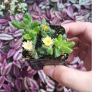 Delosperma Echinatum - Pickle Plant Succulent Plant Fresh Garden Delosperma Echinatum - Pickle Plant Succulent Plant Fresh Garden