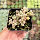 Dudleya Brittonii Giant Chalk Dudleya Succulent Plant Fresh Garden