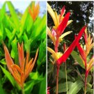 Dwarf Heliconia Flamingo Petra Live 2 Rhizome House Plant Easy Growing Dwarf Heliconia Flamingo Petra Live 2 Rhizome House Plant Easy Growing