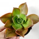 Echeveria Agavoides Bronze Beauty Succulent Plant Fresh Garden Echeveria Agavoides Bronze Beauty Succulent Plant Fresh Garden