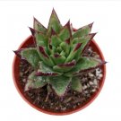 Echeveria Agavoides Lipstick Succulent Plant Fresh Garden