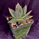 Echeveria Agavoides Succulents Fresh Garden