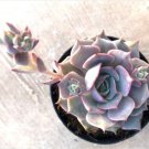 Echeveria Angel Kissed Pp33617 Comes In A 3.5 Pot Fresh Garden Echeveria Angel Kissed Pp33617 Comes In A 3.5 Pot Fresh Garden
