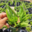 Echeveria Apus Succulent Plant Fresh Garden Echeveria Apus Succulent Plant Fresh Garden