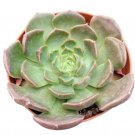 Echeveria Brown Rose Succulent Plant Fresh Garden Echeveria Brown Rose Succulent Plant Fresh Garden