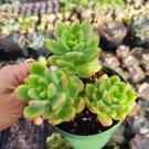 Echeveria Chrissy N Ryan’ Rosette Succulent Plant Fully Rooted In 2 Plant Pot Fresh Garden Echeveria Chrissy N Ryan’ Rosette Succulent Plant Fully Rooted In 2 Plant Pot Fresh Garden