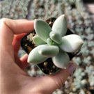 Echeveria Colorata Brandtii Succulent Plant Fresh Garden Echeveria Colorata Brandtii Succulent Plant Fresh Garden