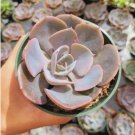 Echeveria Cris Succulent Plant Fresh Garden Echeveria Cris Succulent Plant Fresh Garden