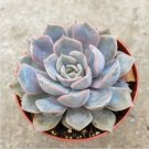 Echeveria Cuspidata Var. Zaragozae Succulent Plant Fresh Garden Echeveria Cuspidata Var. Zaragozae Succulent Plant Fresh Garden
