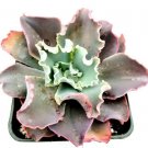 Echeveria Dick S Pink Succulent Plant Fresh Garden Echeveria Dick S Pink Succulent Plant Fresh Garden