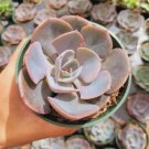 Echeveria Dusty Rose Succulent Plant Fresh Garden