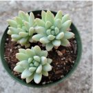 Echeveria Kissing Succulent Plant Fresh Garden Echeveria Kissing Succulent Plant Fresh Garden