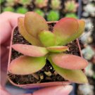 Echeveria Laulensis Succulent Plant Fresh Garden Echeveria Laulensis Succulent Plant Fresh Garden