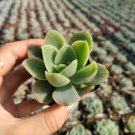 Echeveria Lemon Lime Succulent Plant Fresh Garden Echeveria Lemon Lime Succulent Plant Fresh Garden