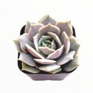 Echeveria Lola Succulent Plant Fresh Garden Echeveria Lola Succulent Plant Fresh Garden
