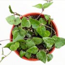 Echeveria Lovely Rose Succulent Plant Rooted In 2  Plant Pot Fresh Garden