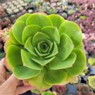 Echeveria Malgan Succulent Plant Fresh Garden Echeveria Malgan Succulent Plant Fresh Garden