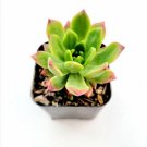Echeveria Marcus Succulent Plant Fresh Garden Echeveria Marcus Succulent Plant Fresh Garden