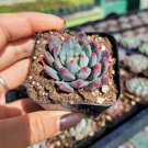 Echeveria Mebina Succulent Plant Fresh Garden