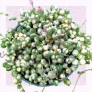 Echeveria Mensa Rooted In 2 Planter Rare Living Wedding Succulents Bridal Show Fresh Garden Echeveria Mensa Rooted In 2 Planter Rare Living Wedding Succulents Bridal Show Fresh Garden