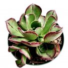 Echeveria Mensa Succulent Plant Rooted In 4 Planter Perfect Fresh Garden Echeveria Mensa Succulent Plant Rooted In 4 Planter Perfect Fresh Garden