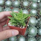 Echeveria Mexican Pulidonis Succulent Plant Fresh Garden Echeveria Mexican Pulidonis Succulent Plant Fresh Garden
